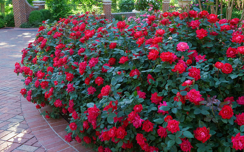 The Easy Way To Grow Roses - Bru-Mar Gardens