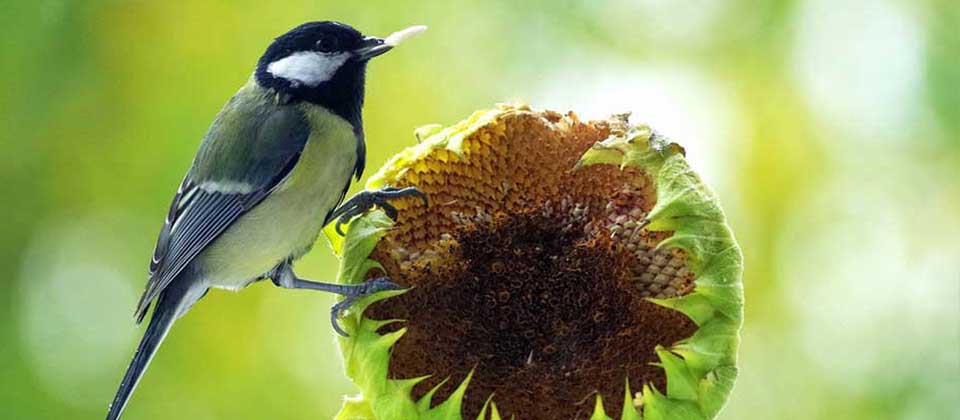 What Birds Love Sunflower Seeds  